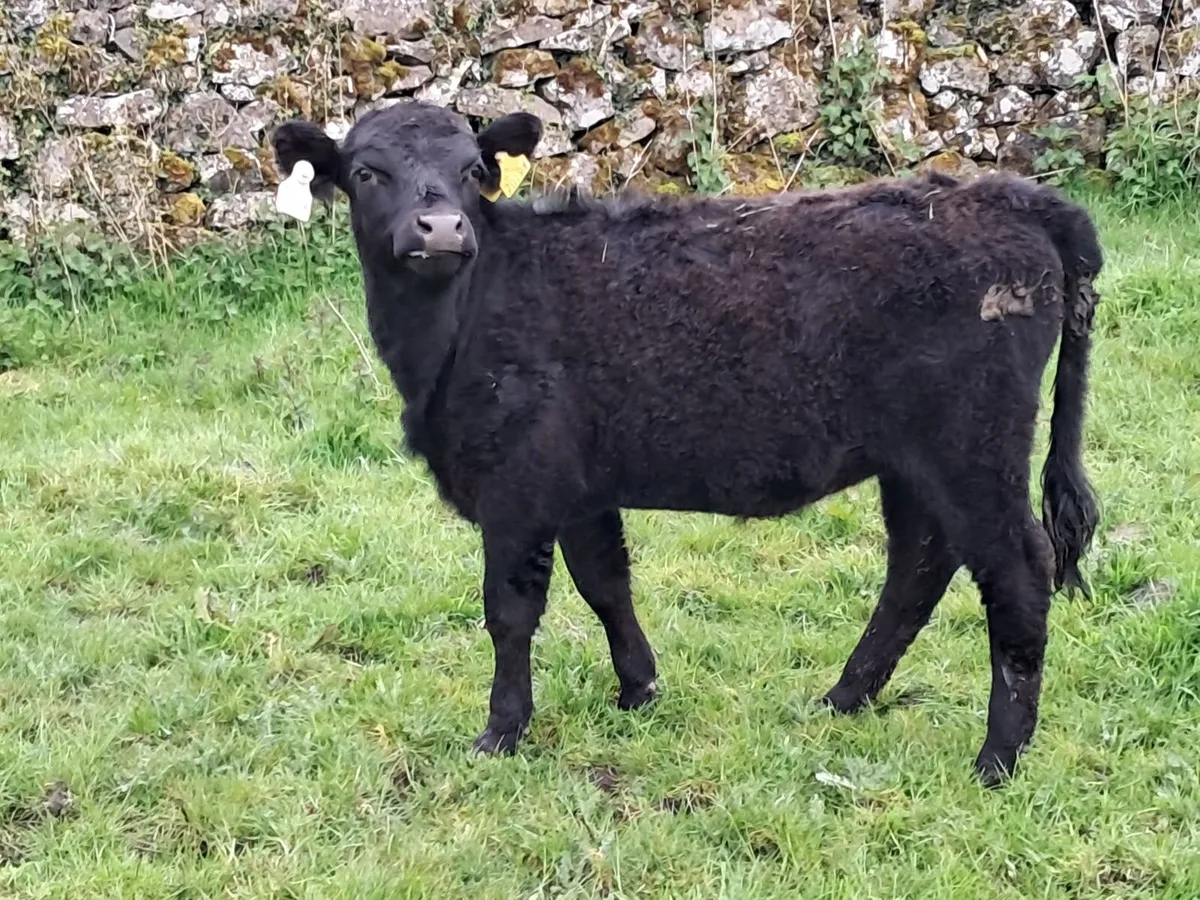 PBR Dexter heifer weanlings - Image 4