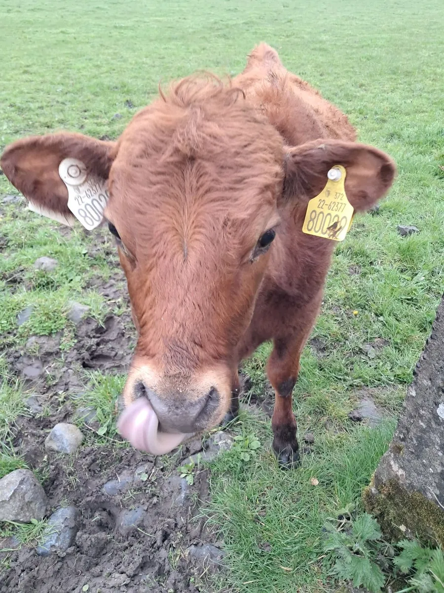 PBR Dexter heifer weanlings - Image 1