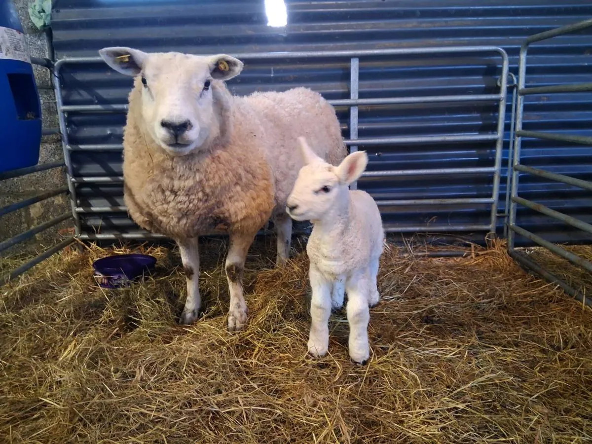 Ewe and lambs - Image 1
