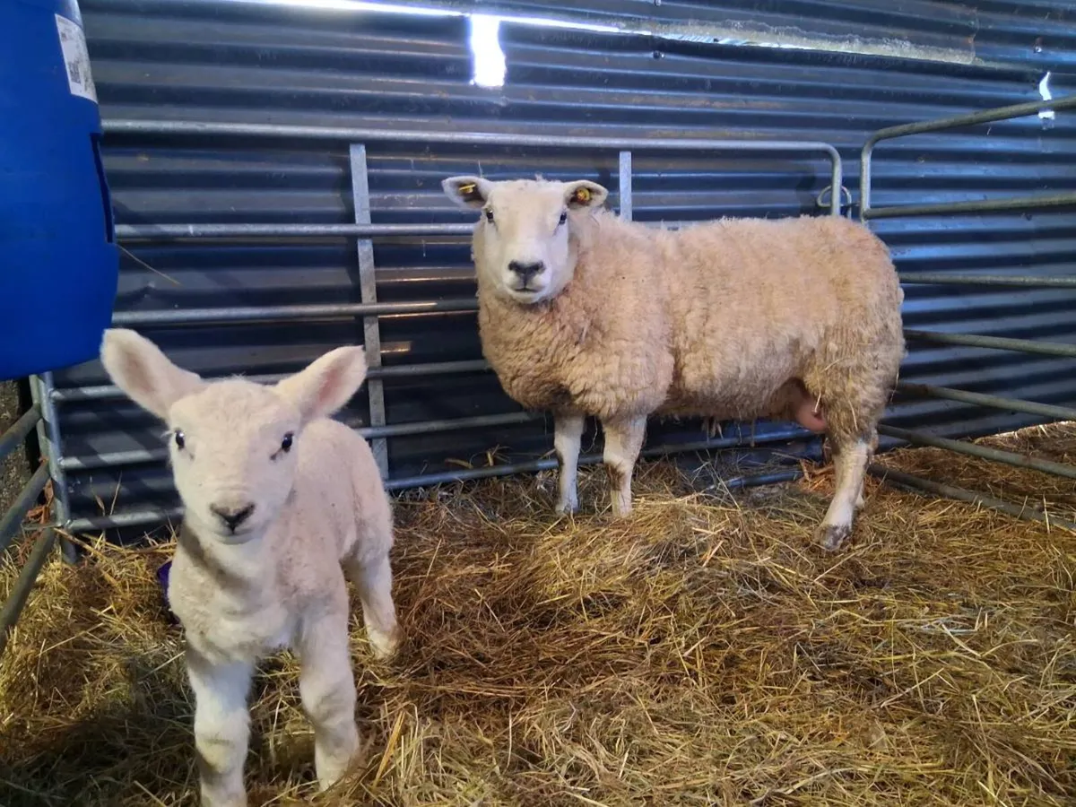 Ewe and lambs - Image 2