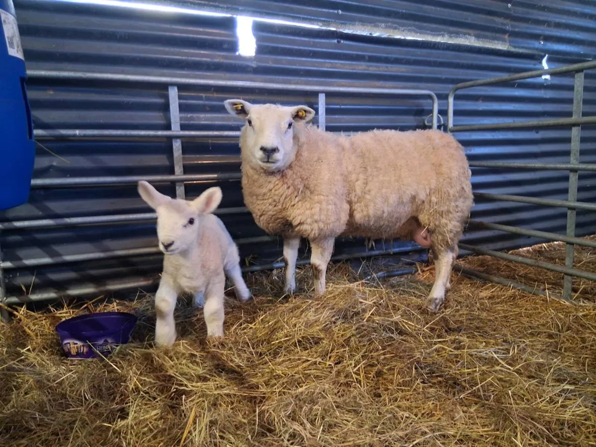 Ewe and lambs - Image 3
