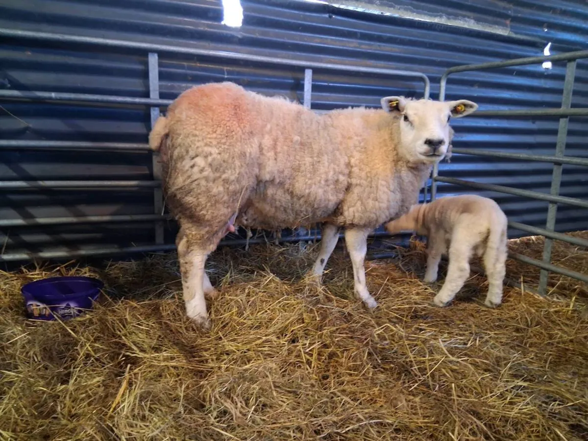 Ewe and lambs - Image 4