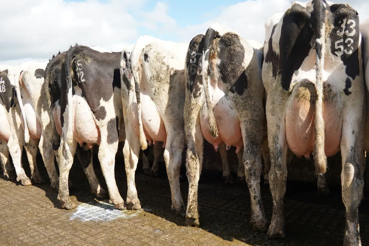 CO. Meath-HIGH EBI MILKING HERD DISPERSAL 110 COWS - Image 3