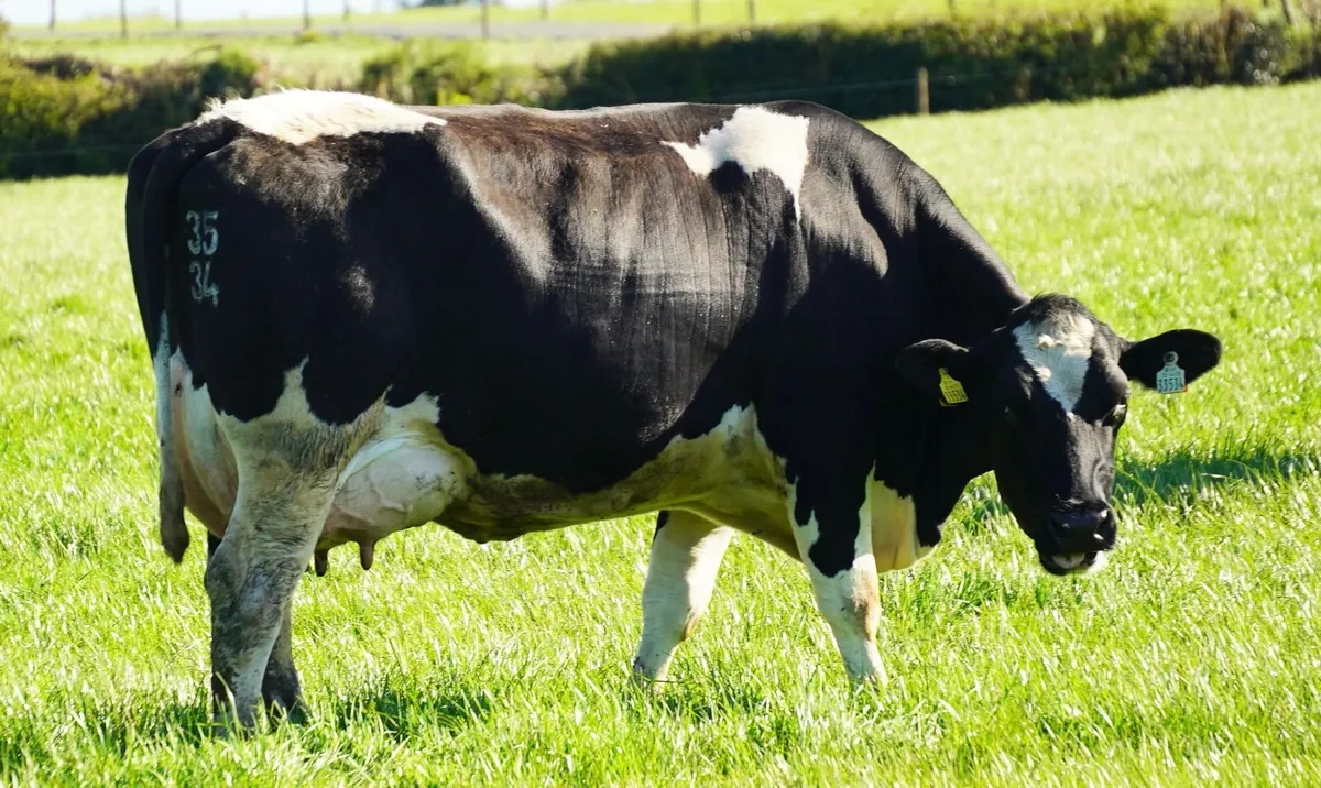 CO. Meath-HIGH EBI MILKING HERD DISPERSAL 110 COWS - Image 4