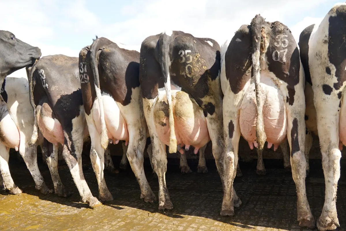 CO. Meath-HIGH EBI MILKING HERD DISPERSAL 110 COWS - Image 1
