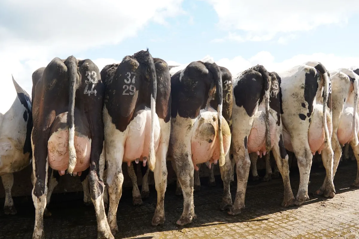 CO. Meath-HIGH EBI MILKING HERD DISPERSAL 110 COWS - Image 2