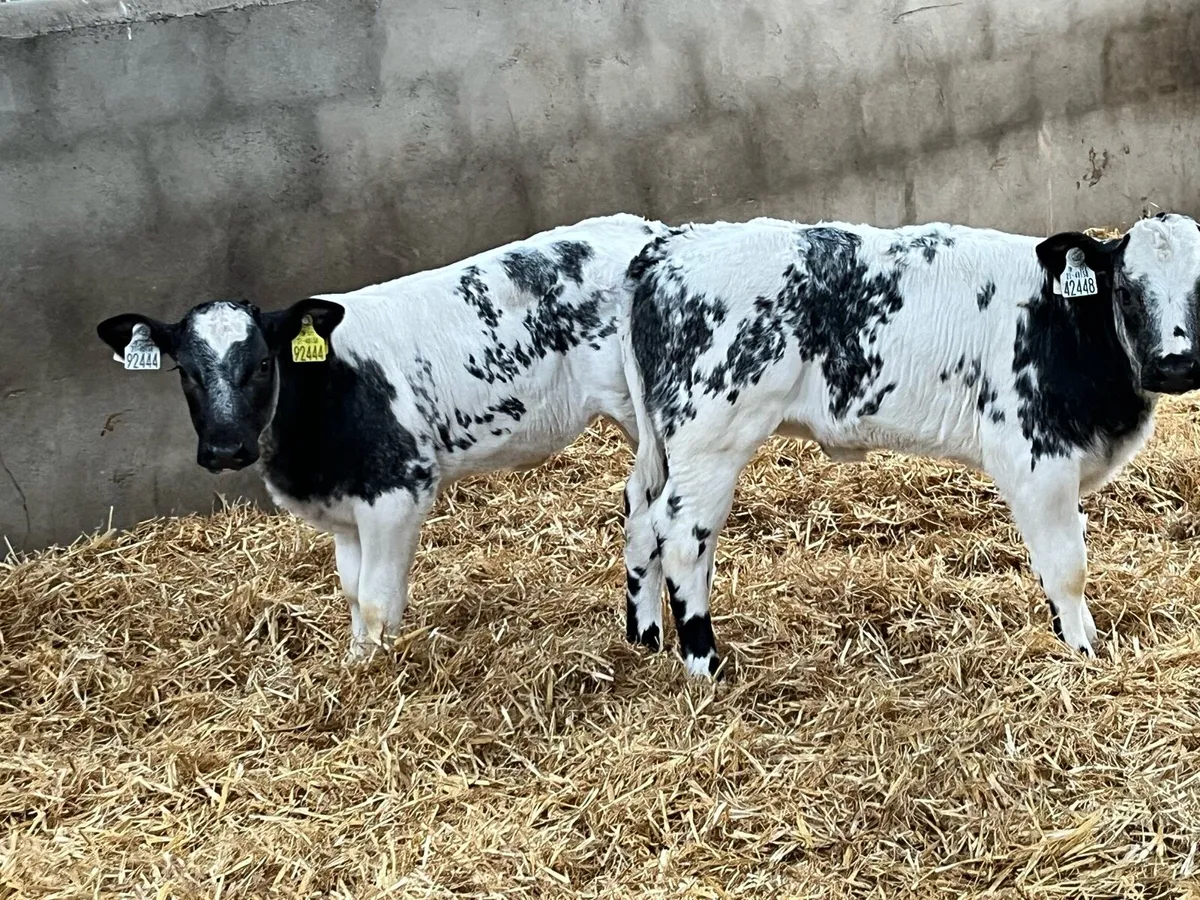 Serious BB & LIM Heifer Calves - Image 1