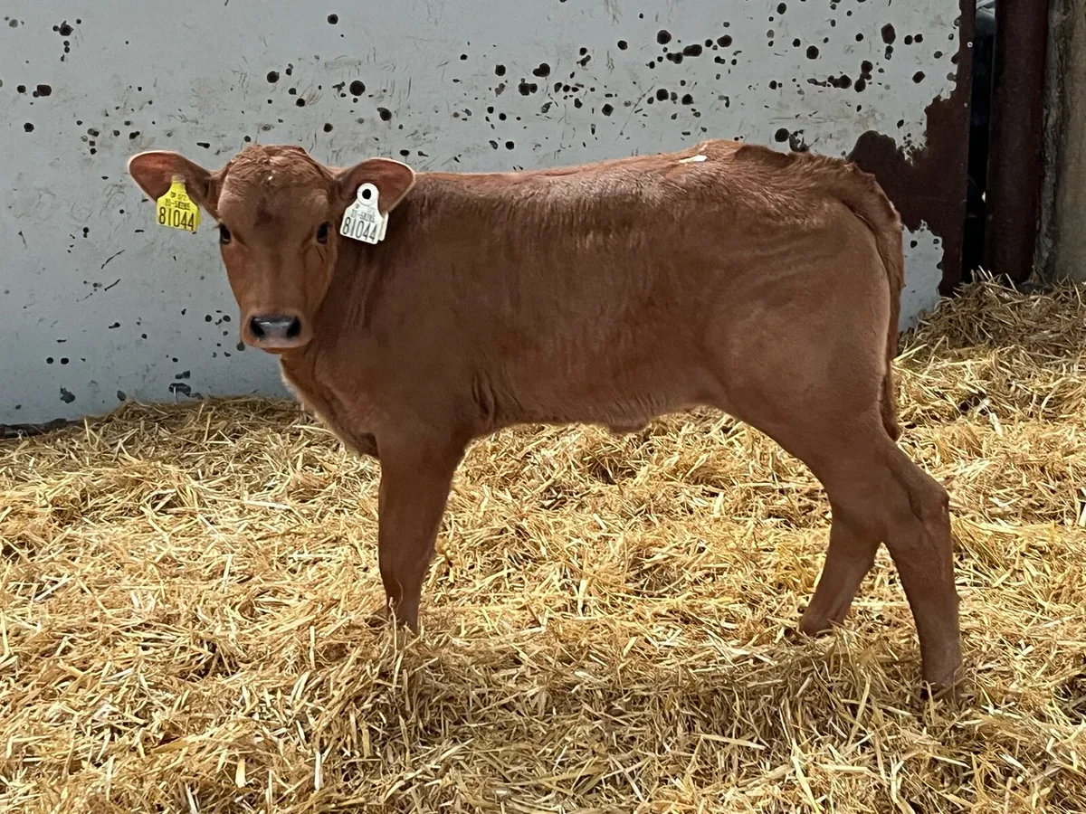 Serious BB & LIM Heifer Calves - Image 2