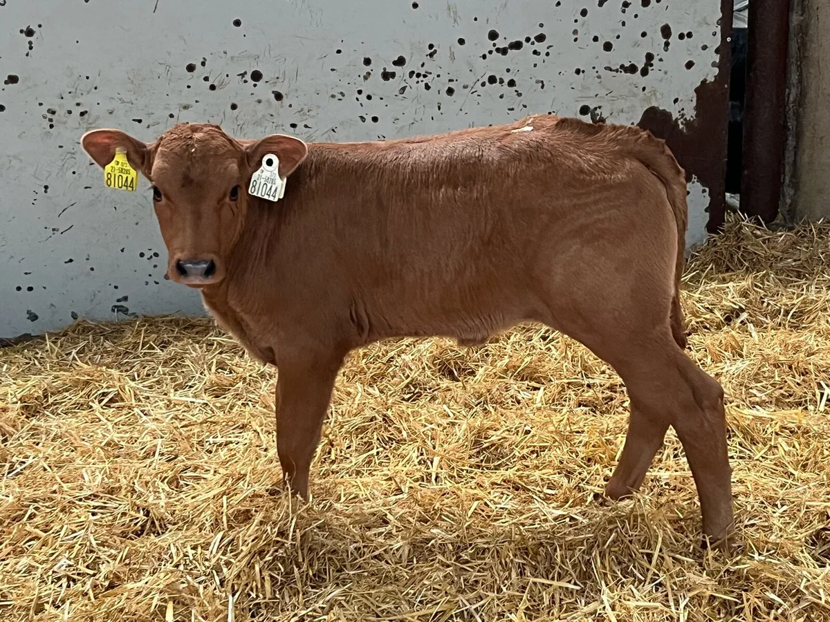 Serious BB & LIM Heifer Calves - Image 4