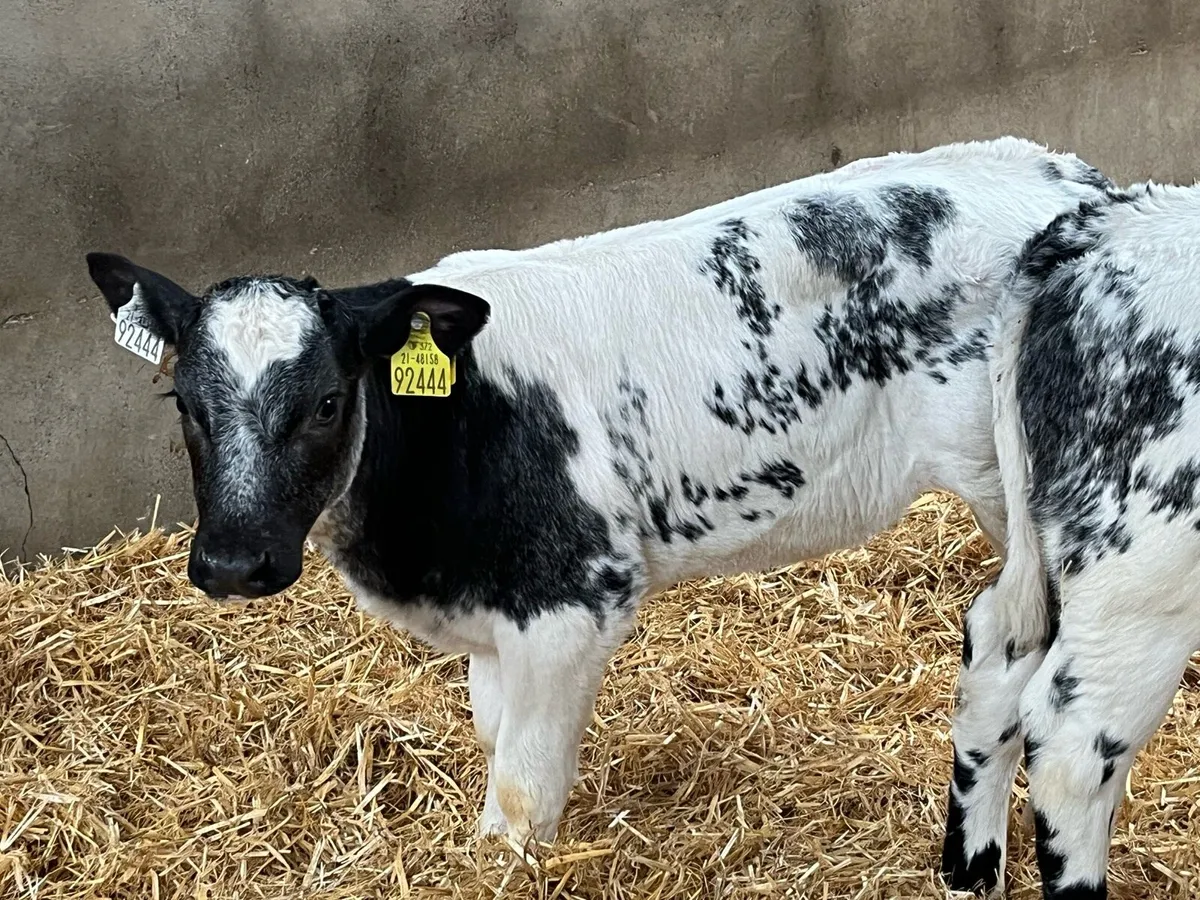 Serious BB & LIM Heifer Calves - Image 3