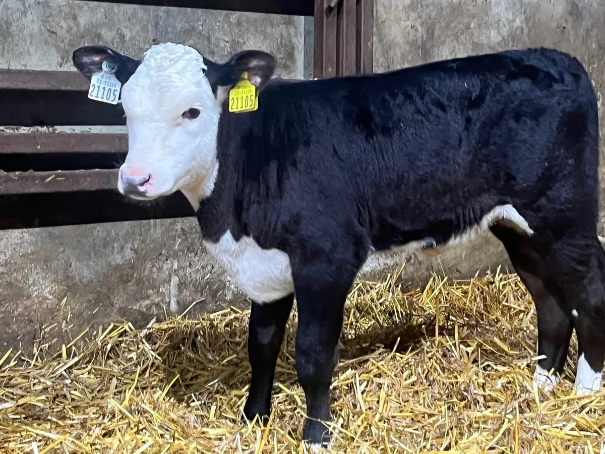 Hereford & Angus heifer calves - Image 4