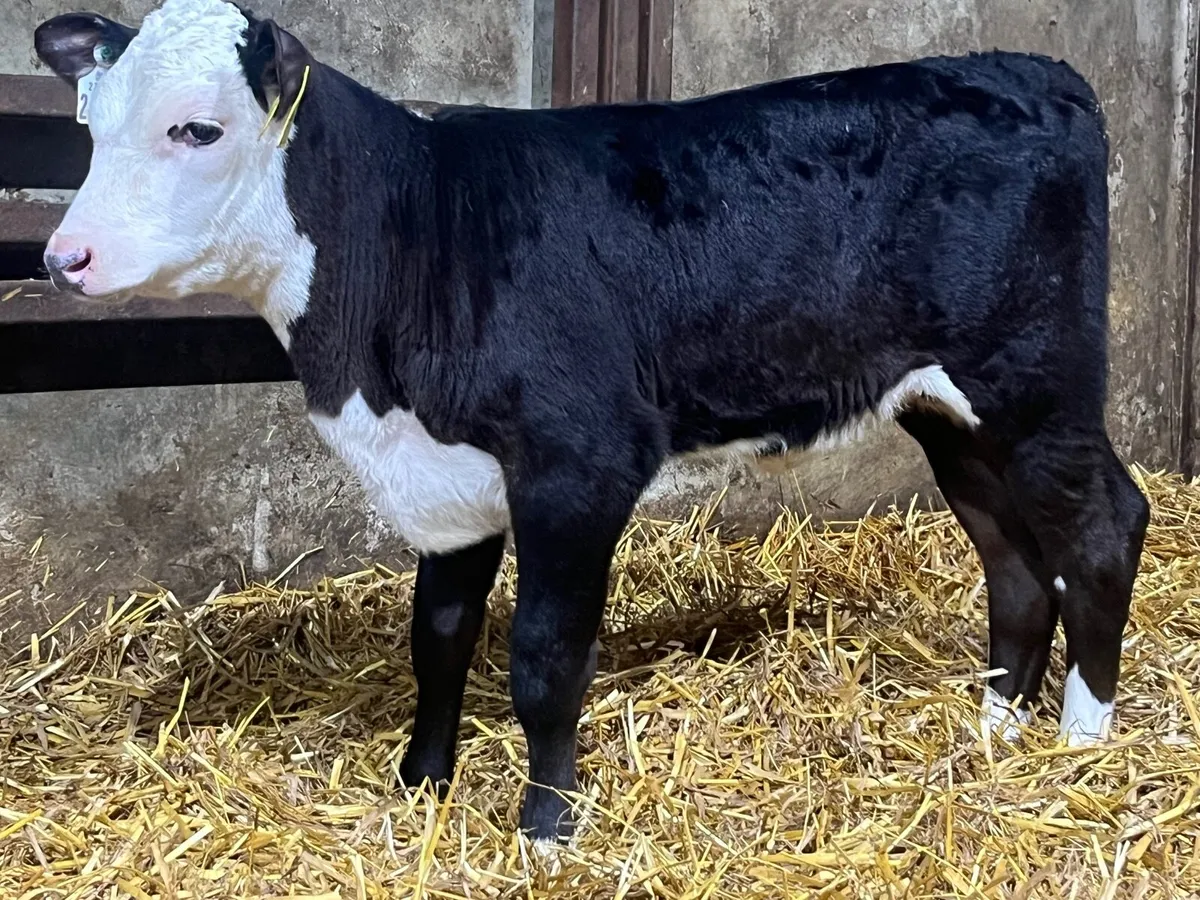 Hereford & Angus heifer calves - Image 2