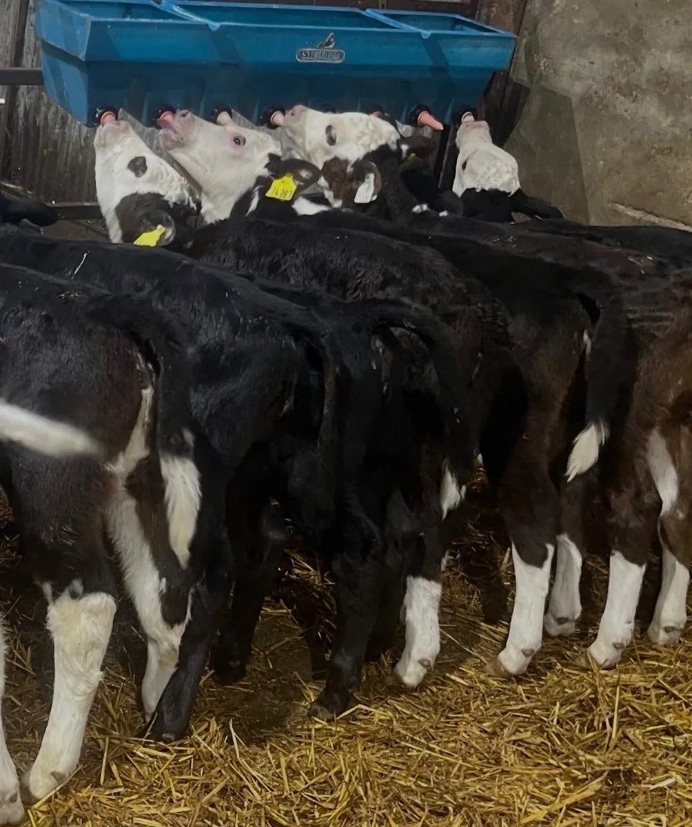 Hereford & Angus heifer calves - Image 3