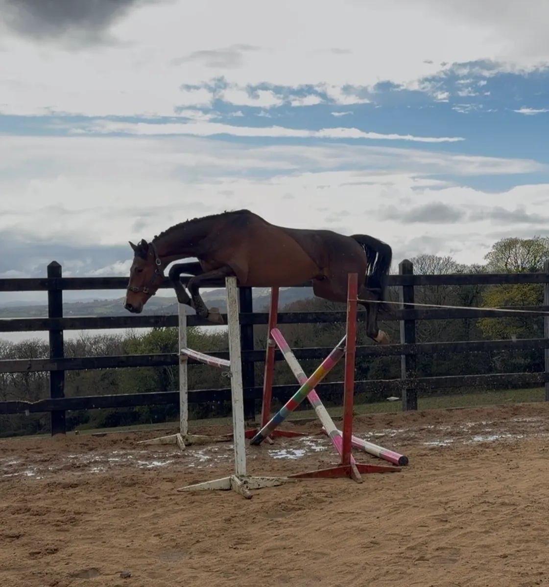 Sligo Candy Boy 16.3/ 17h 4 yo Gelding - Image 1