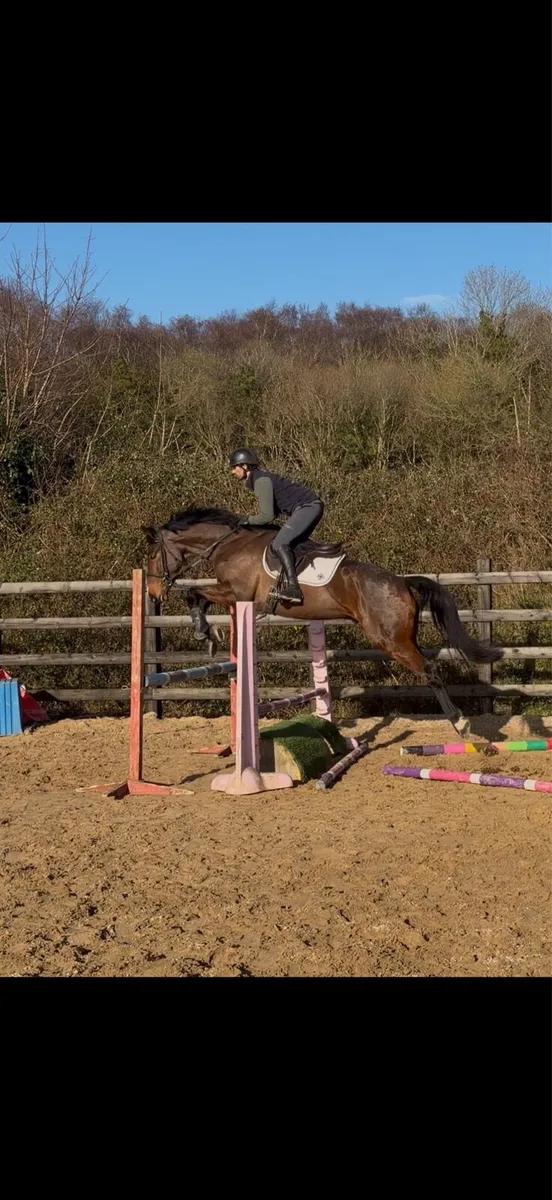 Sligo Candy Boy 16.3/ 17h 4 yo Gelding - Image 2