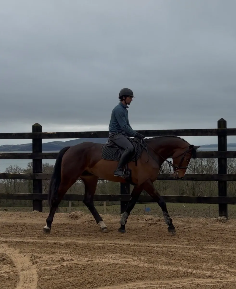 Sligo Candy Boy 16.3/ 17h 4 yo Gelding - Image 4