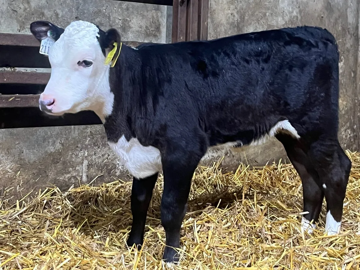 Hereford & Angus heifer calves - Image 1