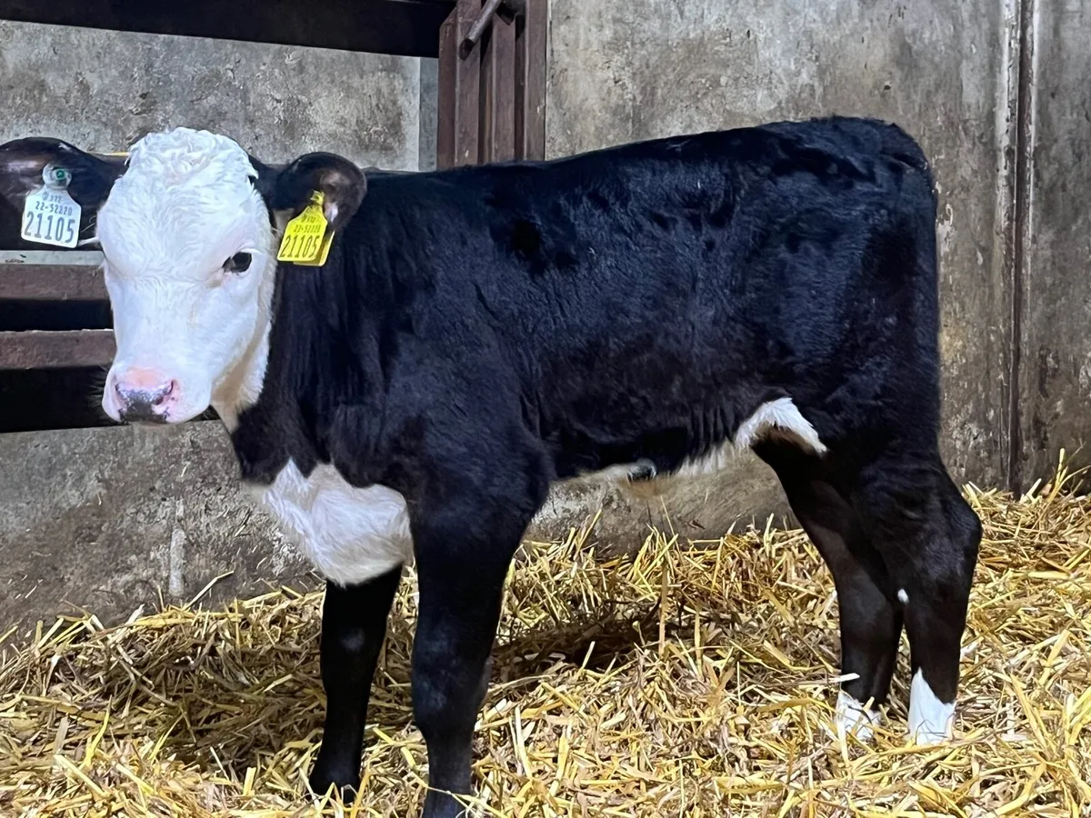 Hereford heifer calves - Image 2