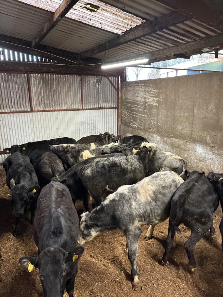 Angus and blue bullocks - Image 2