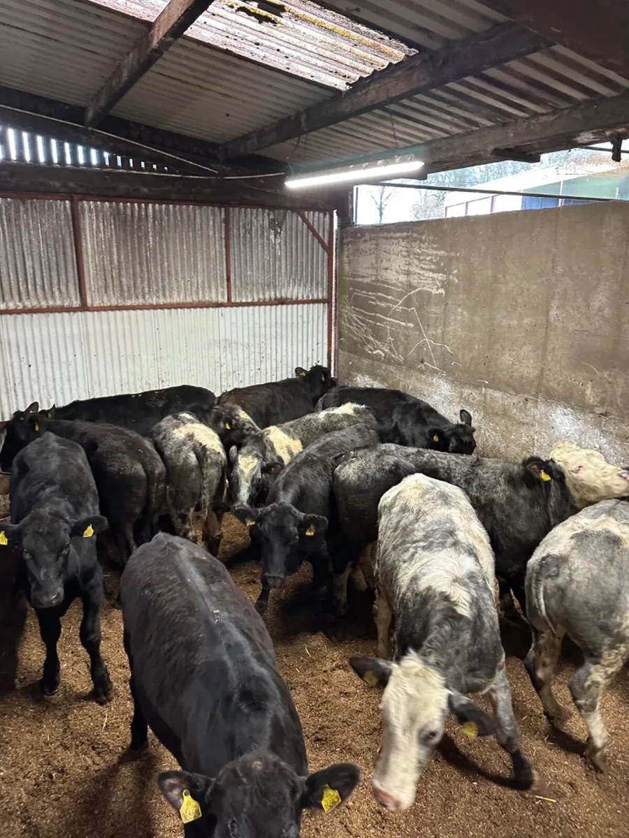 Angus and blue bullocks - Image 1