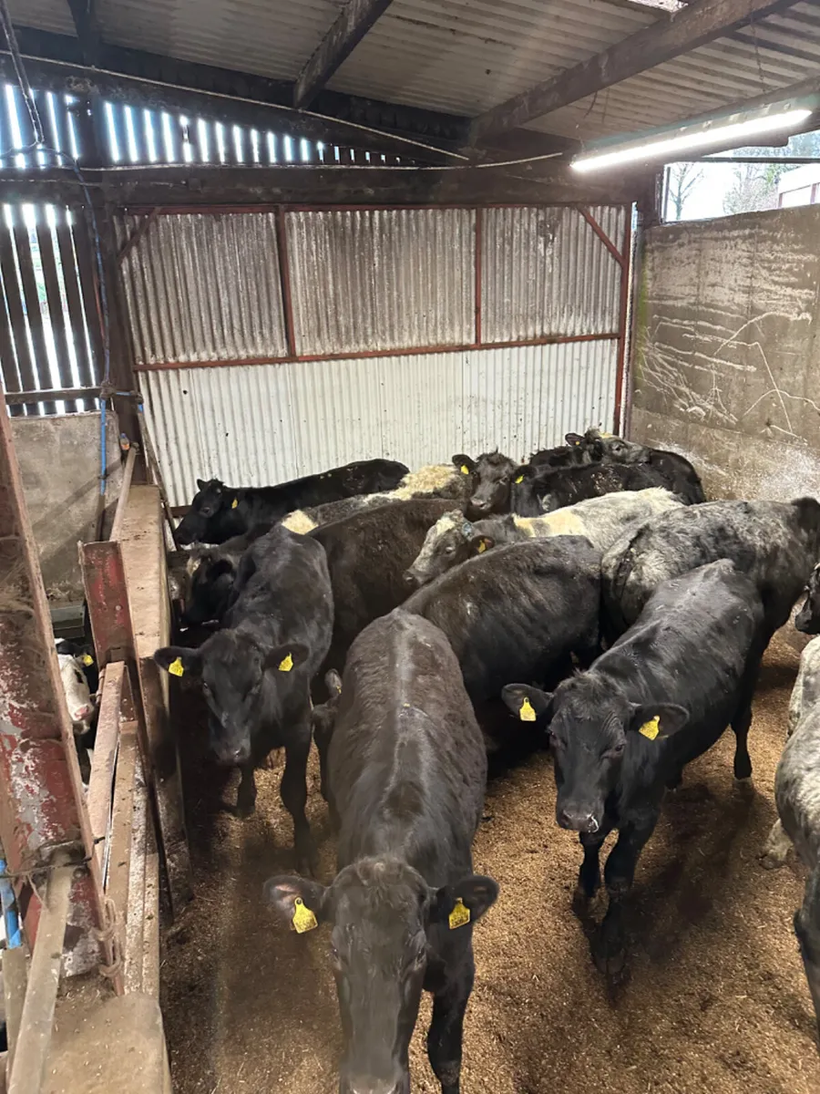 Angus and blue bullocks - Image 4