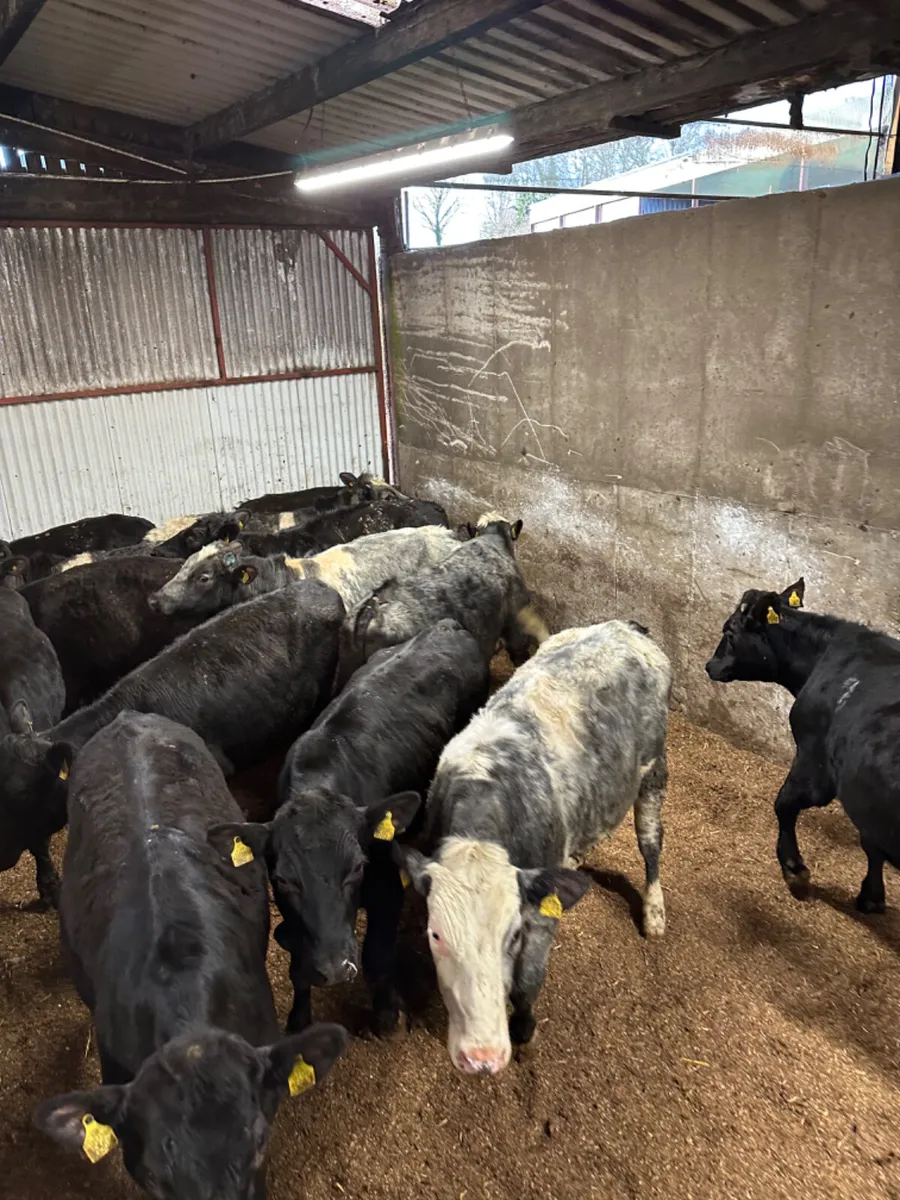 Angus and blue bullocks - Image 3