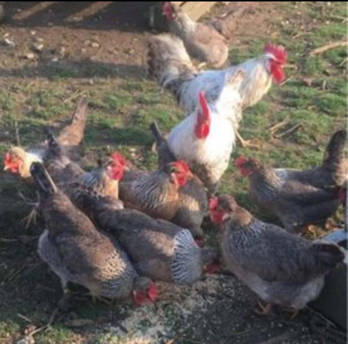 Hatching Eggs - Image 2