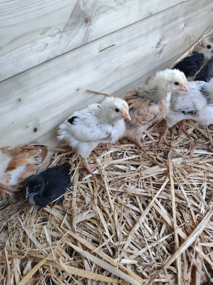 1&3 week old Chicks - Image 2