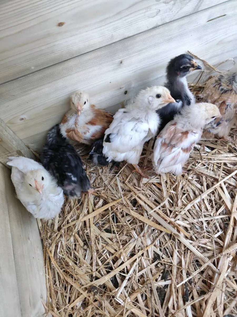 1&3 week old Chicks - Image 3