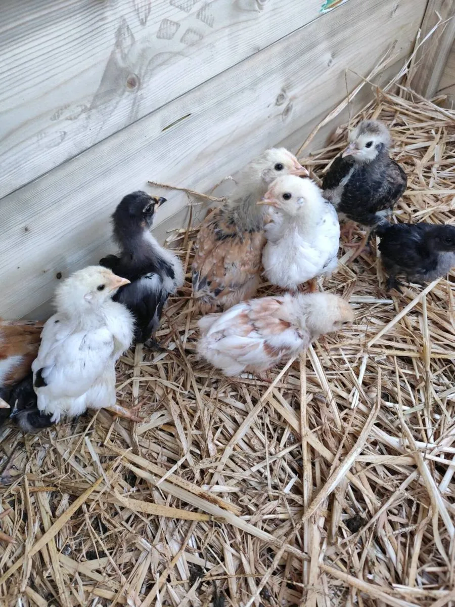 1&3 week old Chicks - Image 4