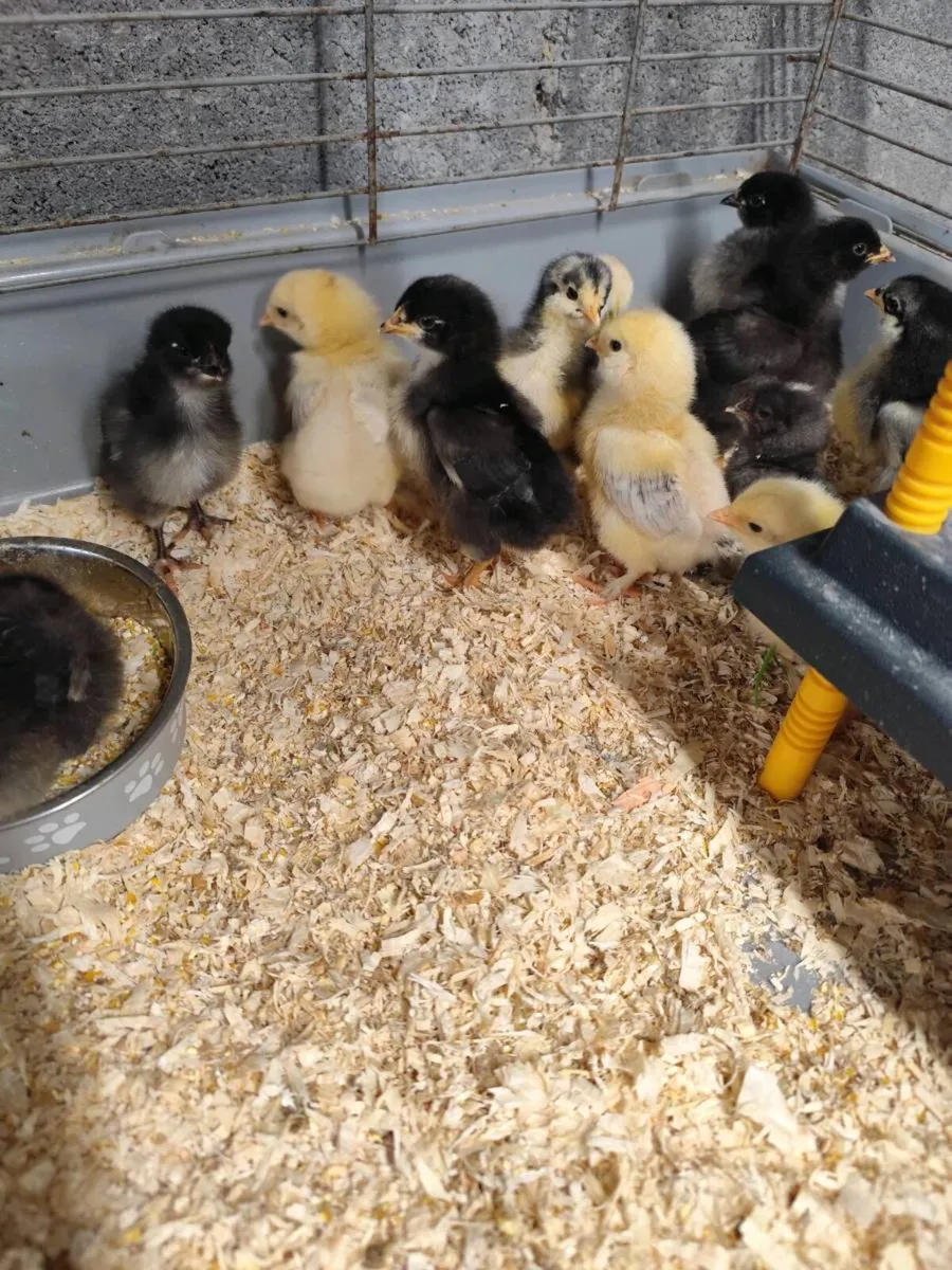 1&3 week old Chicks - Image 1