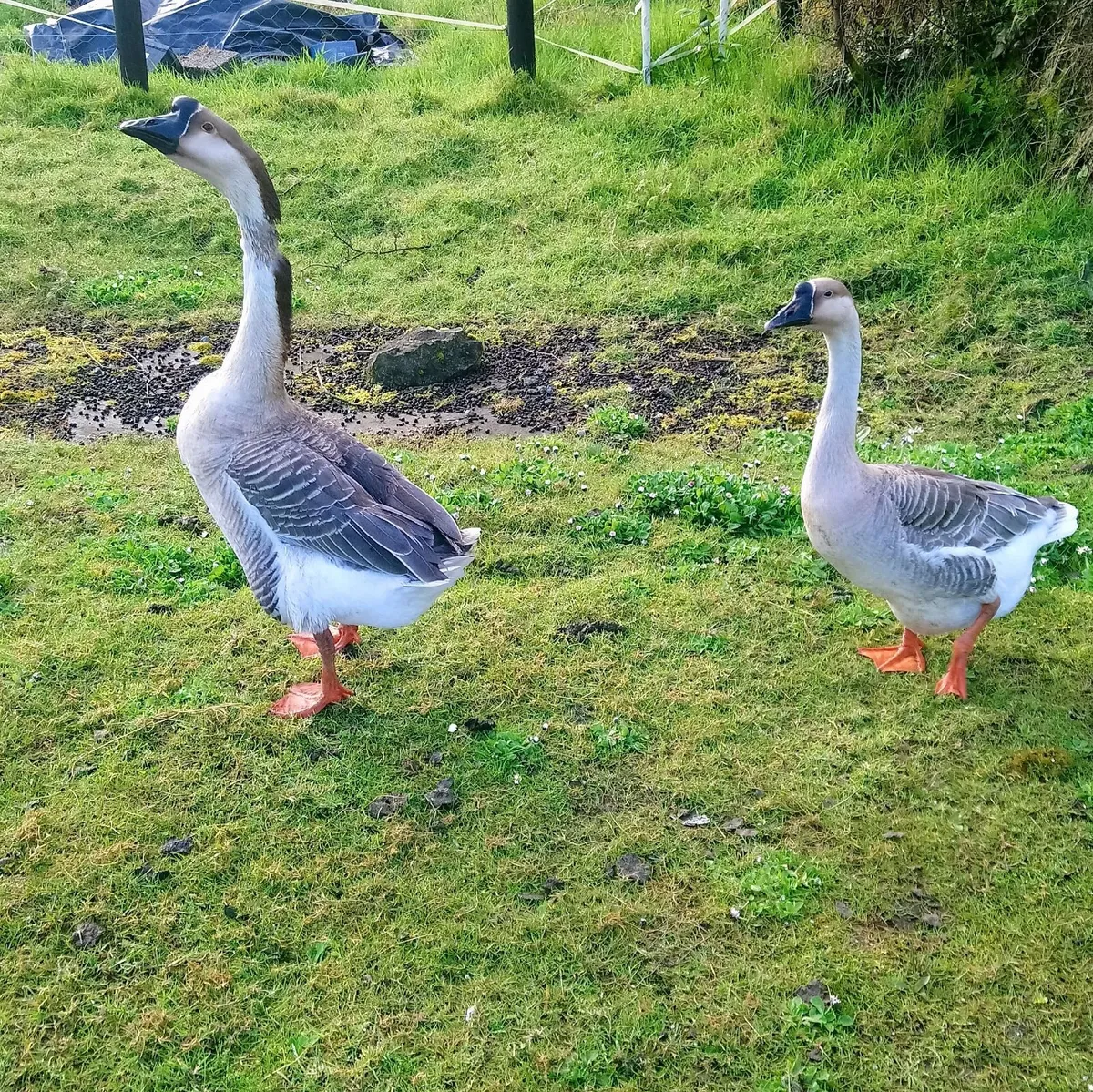 3 Chinese Grey Geese - Image 1