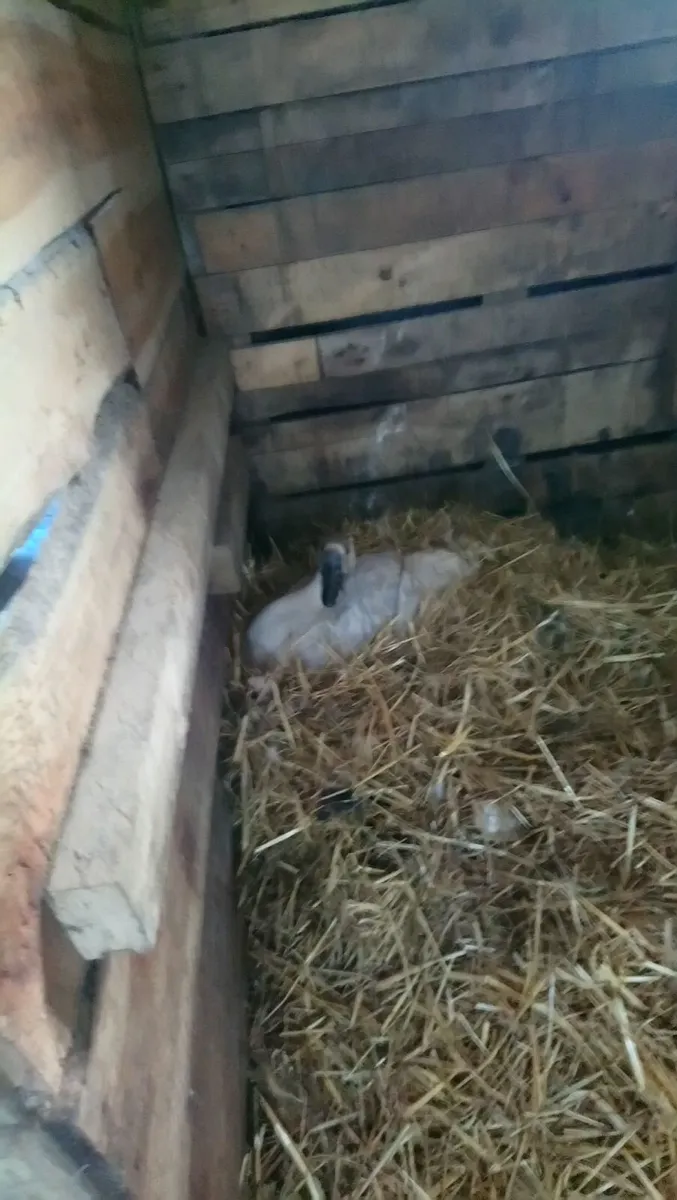 3 Chinese Grey Geese - Image 2