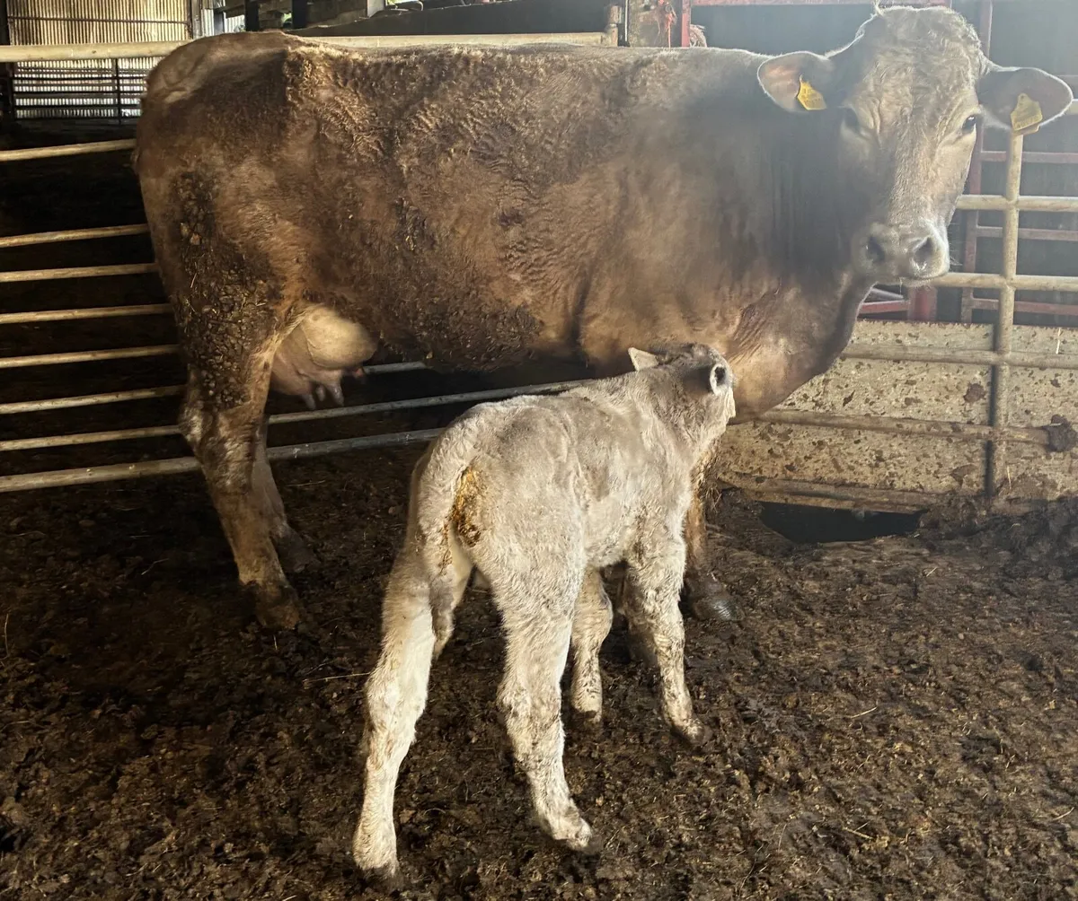 Cow with bull calf at foot for sale - Image 2