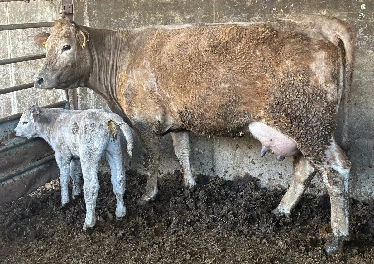 Cow with bull calf at foot for sale - Image 1