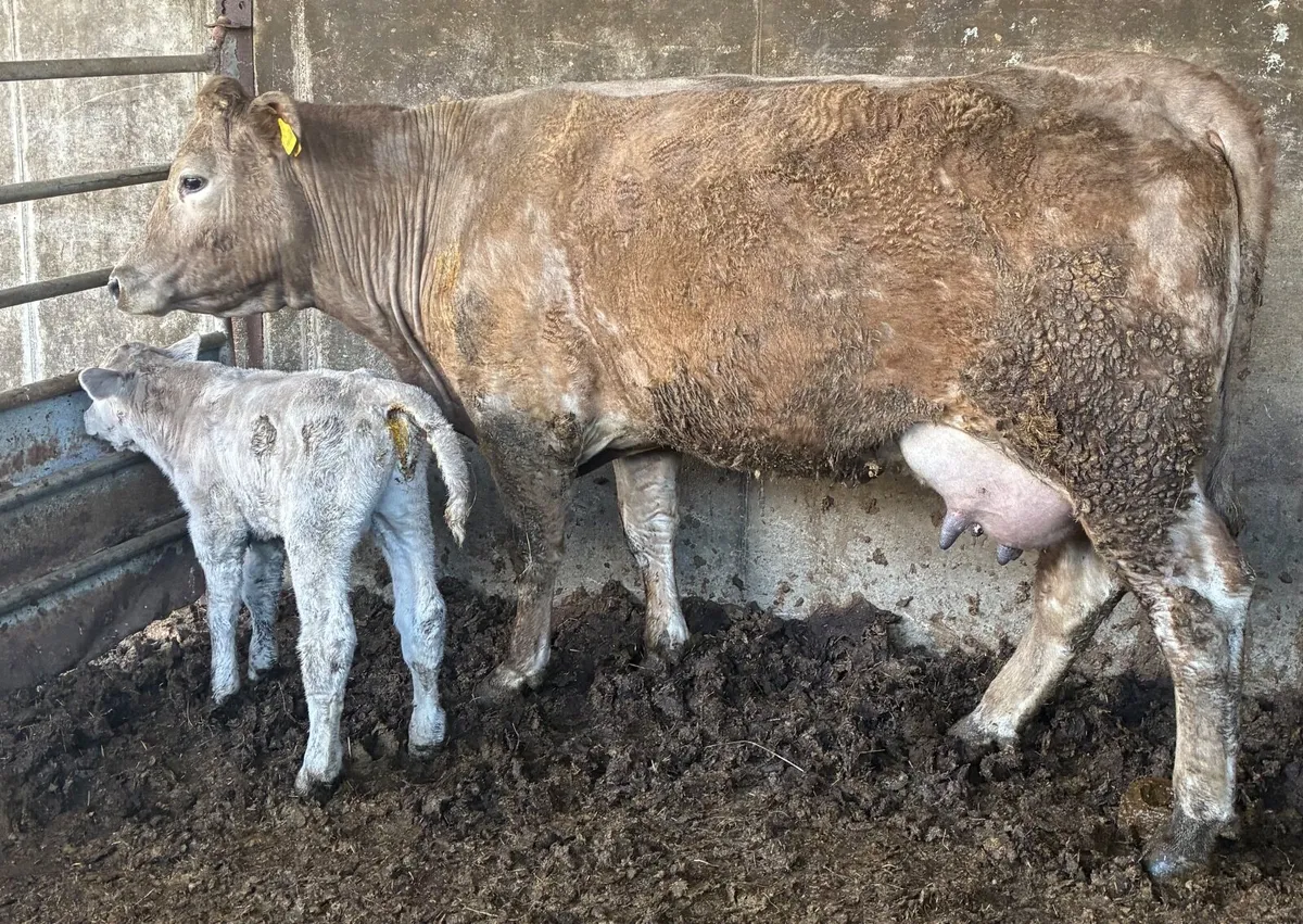 Cow with bull calf at foot for sale - Image 3