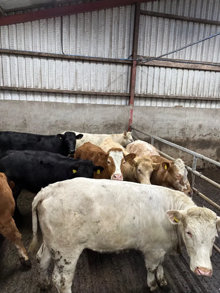 Forward heifers - Image 4