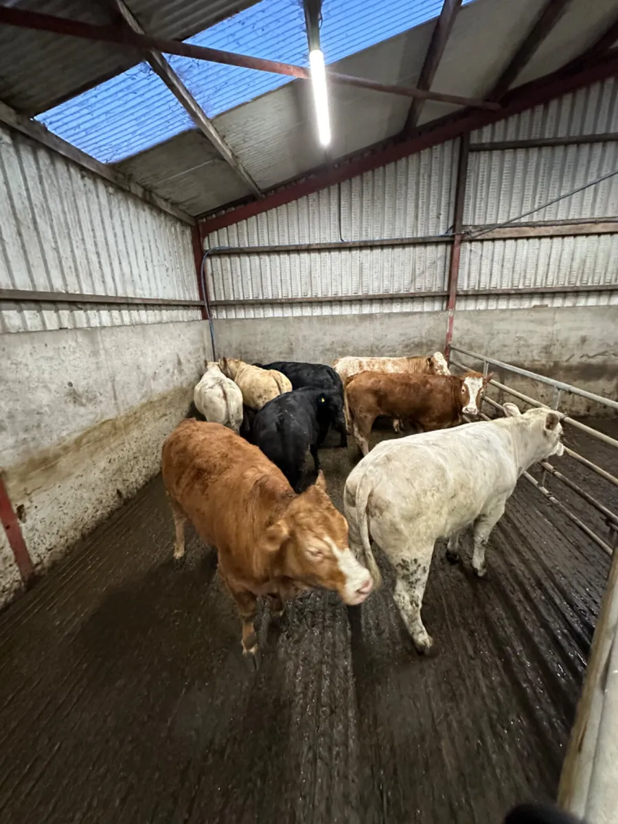 Forward heifers - Image 1