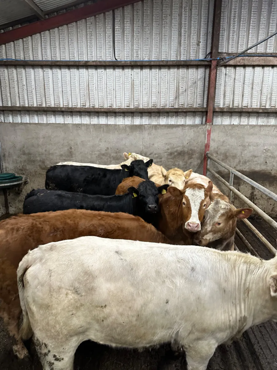 Forward heifers - Image 3