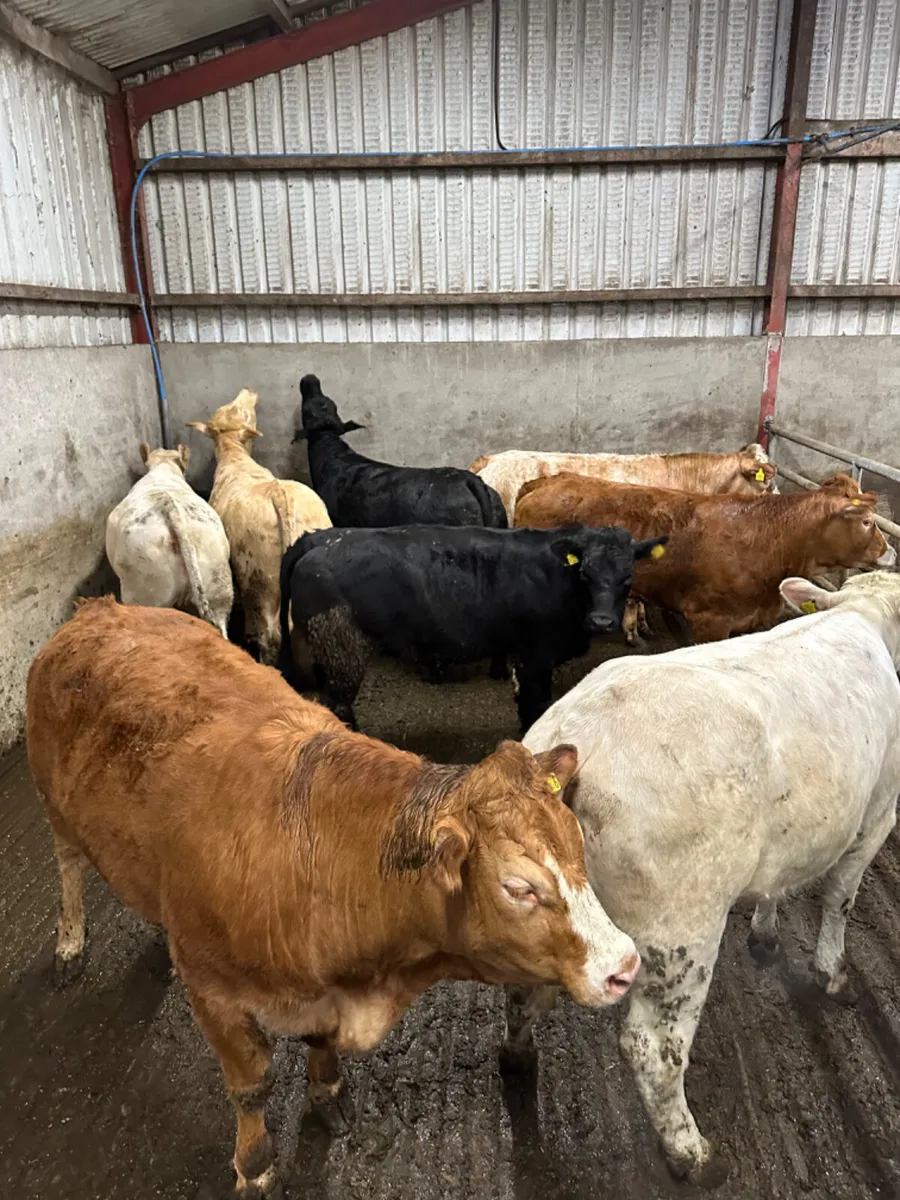 Forward heifers - Image 2