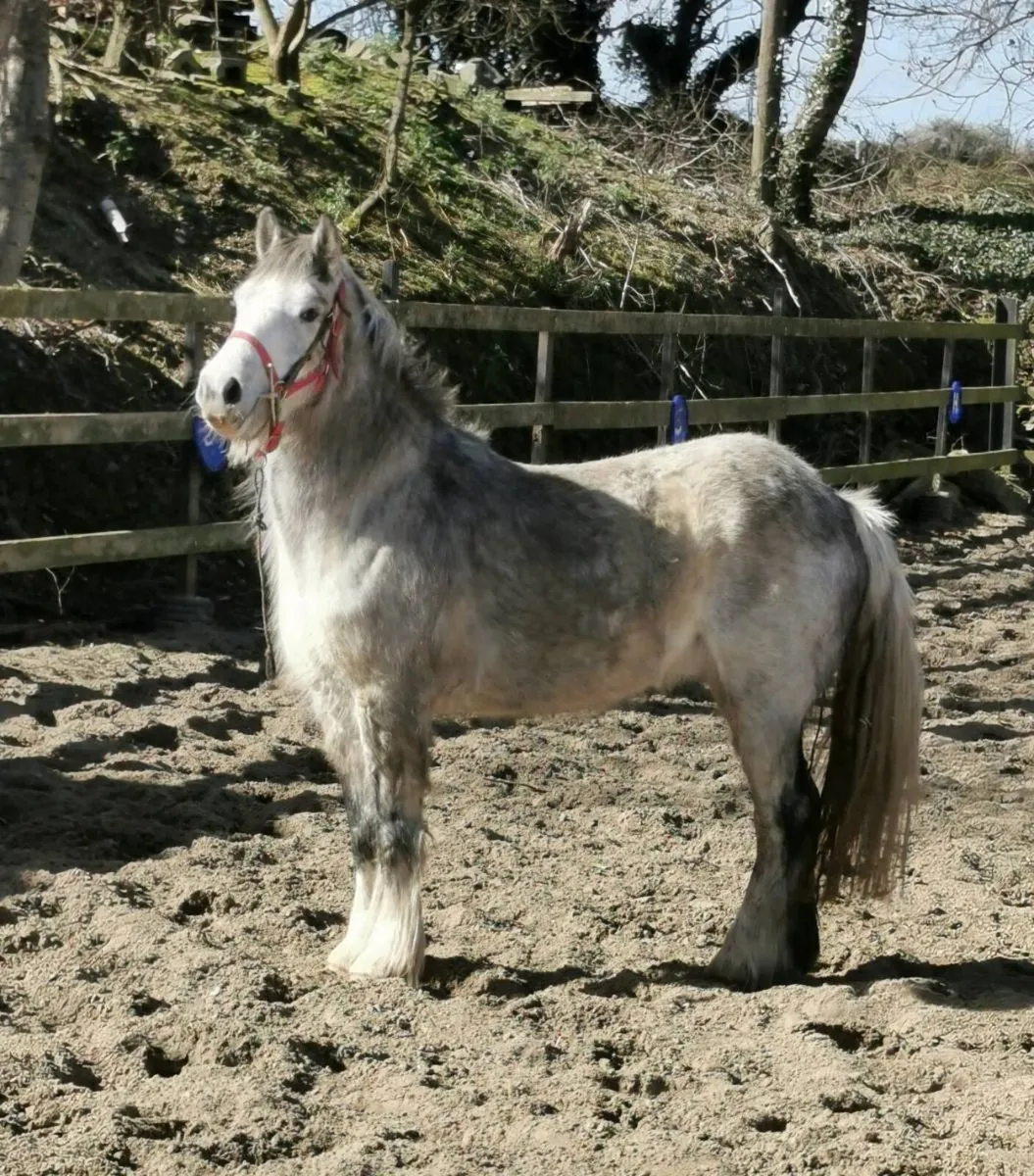🇮🇪 Traditional Irish Cob 🇮🇪 - Image 1