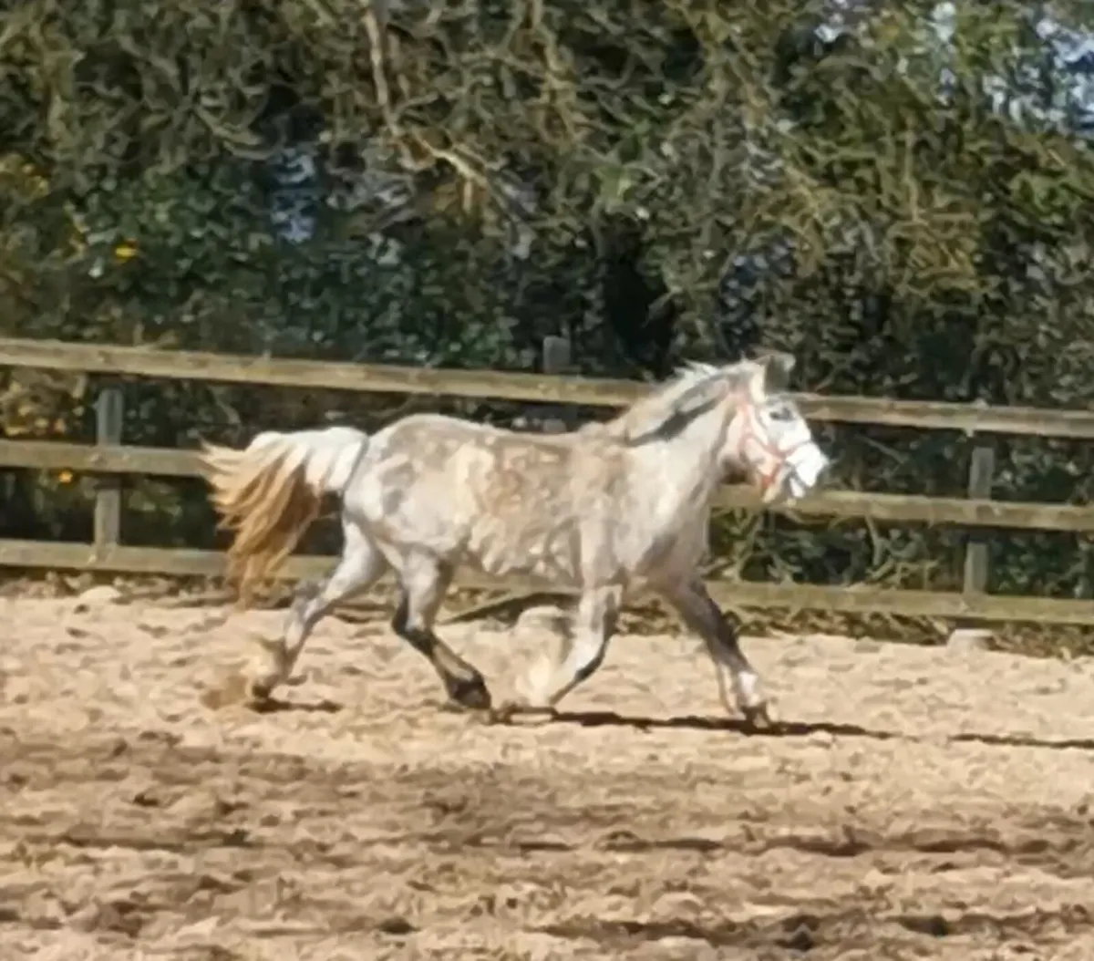 🇮🇪 Traditional Irish Cob 🇮🇪 - Image 2
