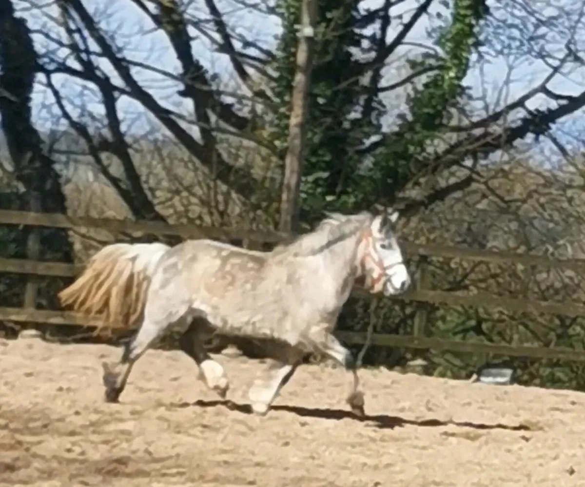 🇮🇪 Traditional Irish Cob 🇮🇪 - Image 3