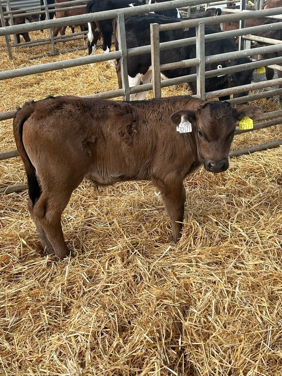 Calves - Image 2