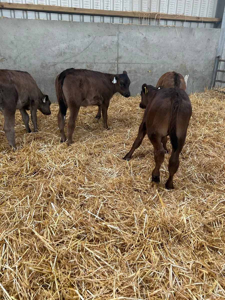 Calves - Image 4