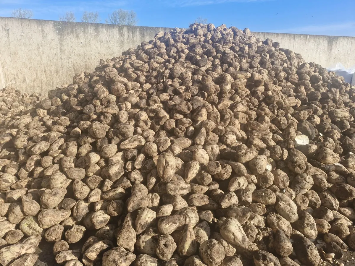 FODDER BEET FOR SALE - Image 1