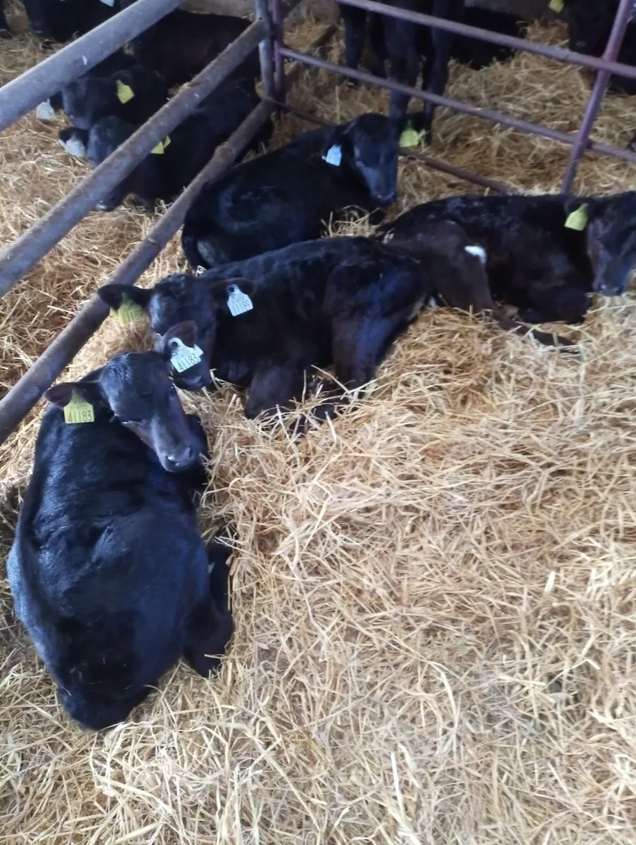 AA calves - Image 2