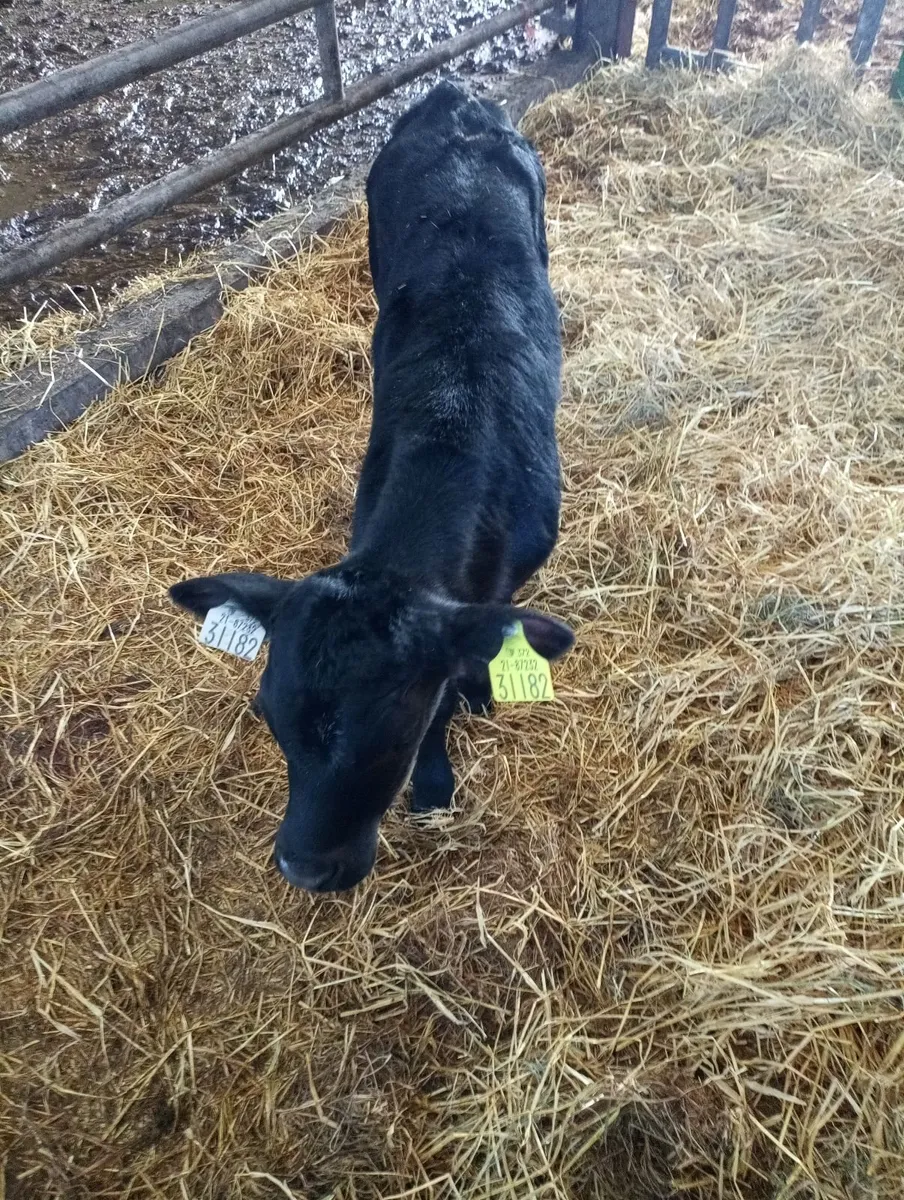 AA calves - Image 1