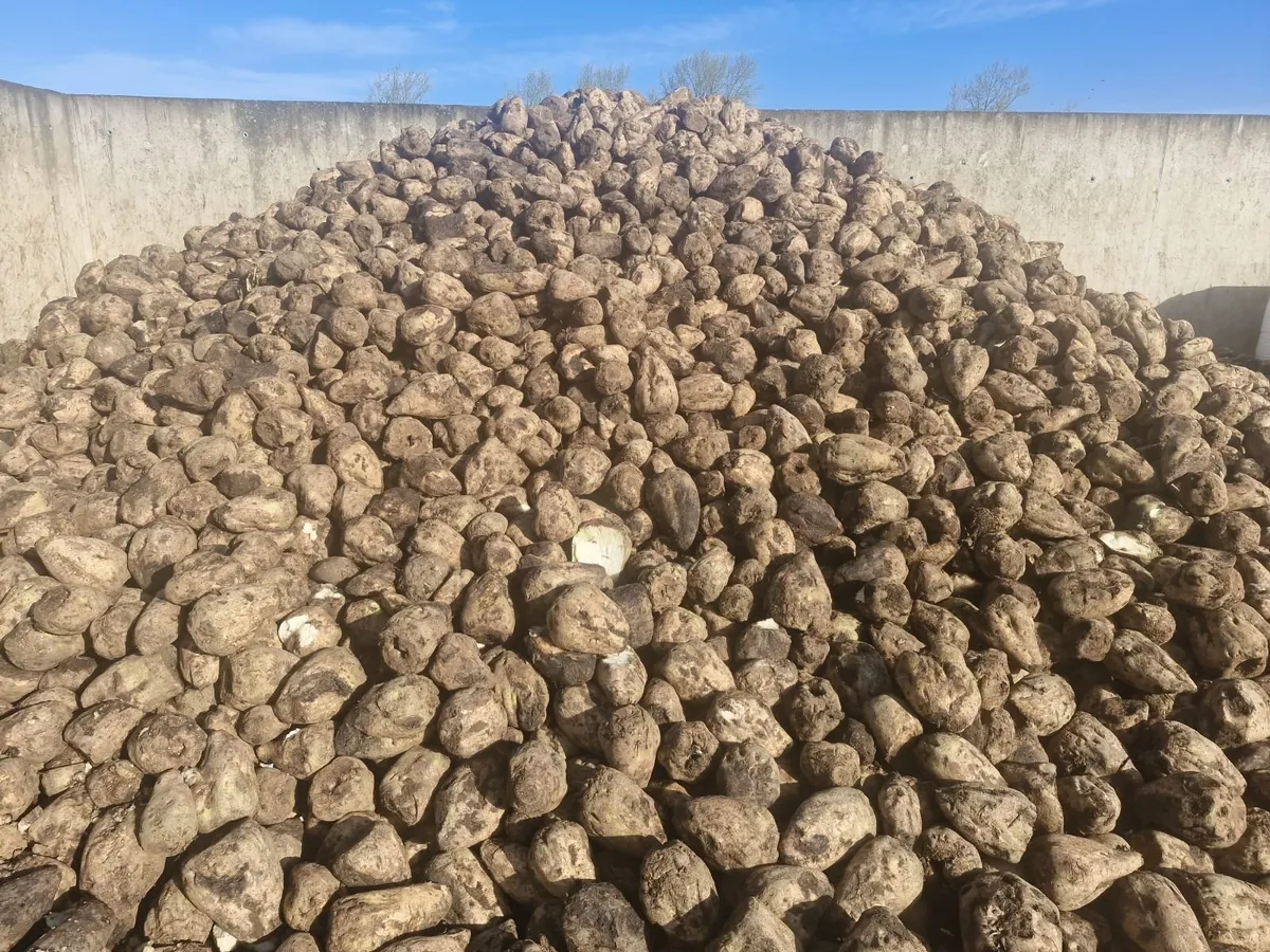FODDER BEET FOR SALE - Image 2