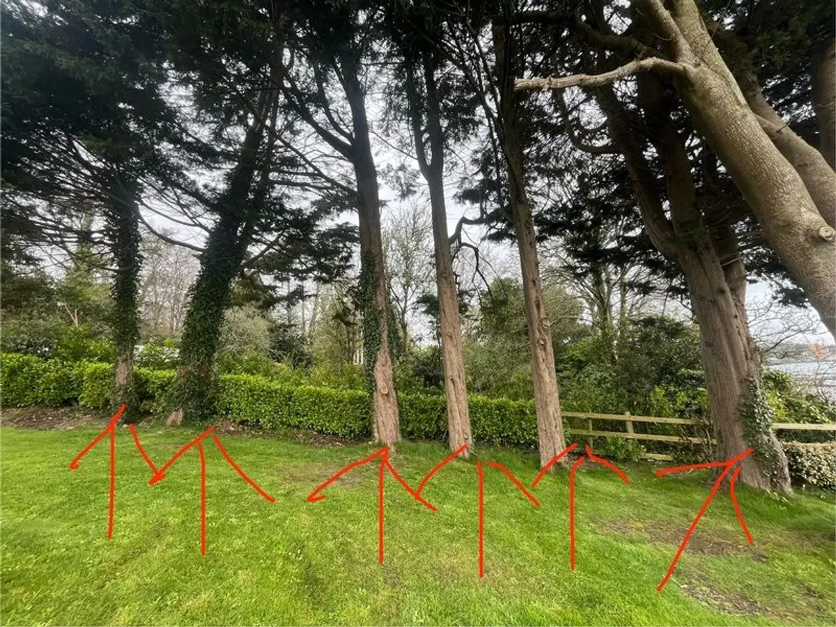 Timber - Image 2